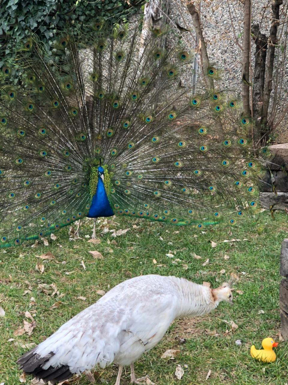 "Ai 4 Soli" Cermenate Dış mekan fotoğraf